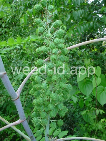castorbean